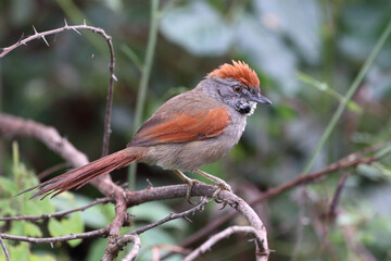 Sooty-fronted Spinetail (Synallaxis frontalis) perched, isolated, on a perch among the branches.