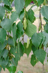 Nice sunny view of the birch branches. Buds and bright green, small leaves thrives. Decorative birch flower- long, slender catkins hang on tree branches. The arrival of spring, seasonal allergies.