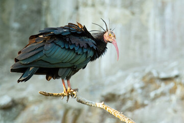 Northern bald ibis (Geronticus eremita), with a beautiful dark coloured background. A colourful...