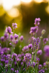Obraz premium Close-up of a lavender field . Summer sunset Selective focus. Lavender flowers in bloom.