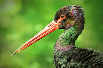 Black stork (Ciconia nigra), with a beautiful green coloured background. Colourful waterbird with black feather and red bill sitting near the river. Wildlife scene from nature, Czech Republic