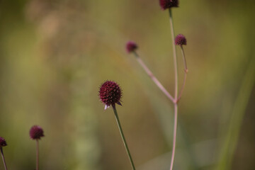 Flores do Cerrado no Vale do Travessão, Serra do Cipó - MG