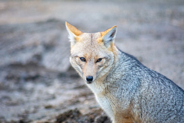 red fox vulpes