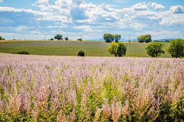 Fototapeta premium Champ de Sauge sclarée sur le plateau de Valensole