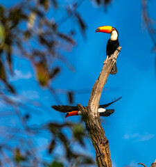 toucan, landscape, birds, nature,