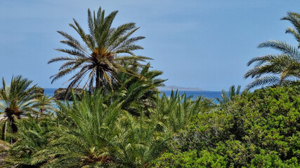 Fototapeta na wymiar PLAŻA Z PALMAMI. PLAŻA VAI NA WYSPIE KRETA, GRECJA. 