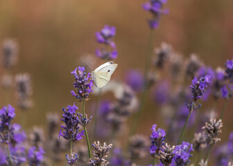 lavender blossom in the garden