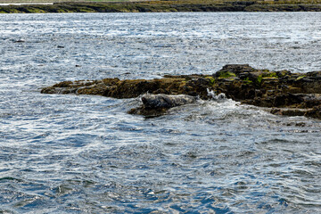 Seals on the Farne Islands - Northumberland - England