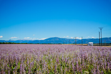 Fototapeta premium Champ de Sauge sclarée sur le plateau de Valensole