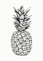Vintage Hand Drawn Pineapple. Engraved Style Vector Illustration. Isolated on Off-White Background. Design Element for Poster, Card, Invitation, T-shirt Print, Home Decor, Wall Hanging and Other.