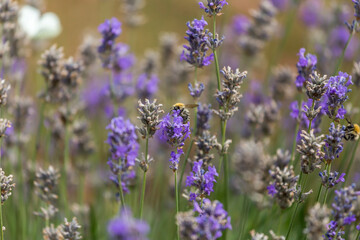 lavender blossom in the garden