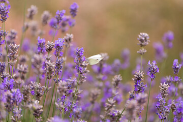 lavender blossom in the garden
