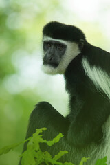 Fototapeta na wymiar Mantled guereza or eastern black-and-white colobus (Colobus guereza), with beautiful dark background. Colorful monkey with white hair sitting on the tree in jungle. Wildlife scene from nature Ethiopia