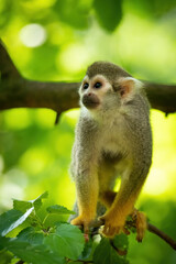 Naklejka na ściany i meble Guianan squirrel monkey (Saimiri sciureus), with a beautiful green background. Colourful monkey with white hair sitting on the tree in the jungle. Wildlife scene from nature, Brazil