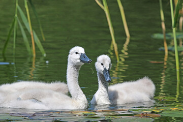 Cygnets on a lake	