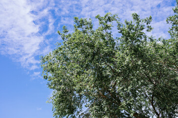 Low angle of a tree canopy with blue sky in the background. Image with copy space
