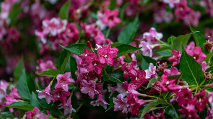 Weigela shrubs blooming pink. A beautiful spring garden. Weigela florida pink princess in latvian garden. Floral background.	