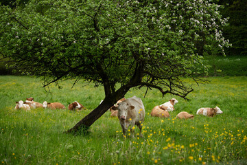Obraz na płótnie Canvas Cows on a spring meadow