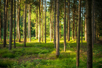 Fototapeta na wymiar Wald im Sommer am späten Nachmittag