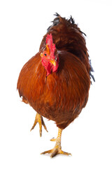 New hampshire cock on white background