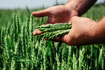 Wheat ears in farmer hands close up on field background