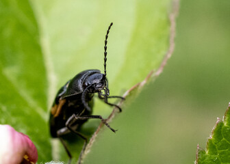 bug on a leaf