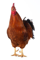 New hampshire cock on white background