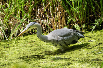 Grey Heron,Ardea cinerea hunting in a river