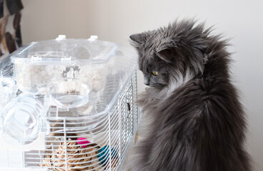 Grey cat watching hamster in a cage