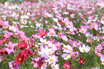Obraz na płótnie Canvas Beautiful colorful winter Flowers Sunny outdoors