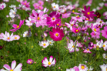 Beautiful colorful winter Flowers Sunny outdoors