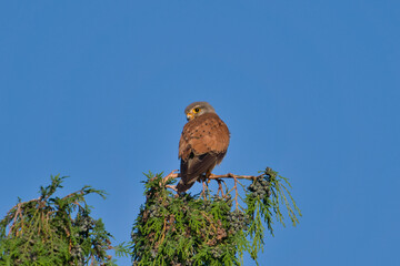 Kestrel bird of prey Falco tinnunculus. Hunted prey ready to eat