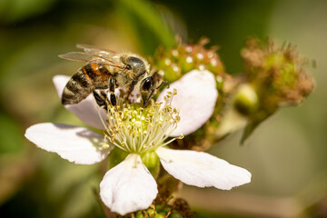 Bee on a white blackberry flower collecting pollen and nectar for the hive