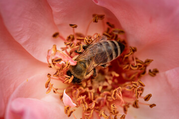 Bee on a pink rose gathering pollen and nectar