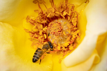 Bee on a yellow rose gathering pollen and nectar