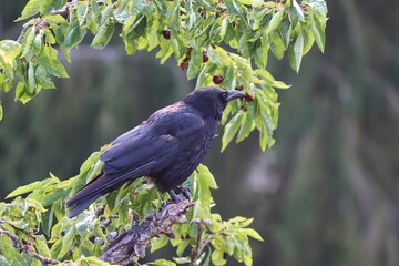 Krähe sitzt im Kirschbaum