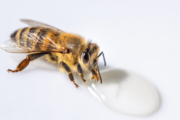 Healthy honey bee sucking a drop of honey