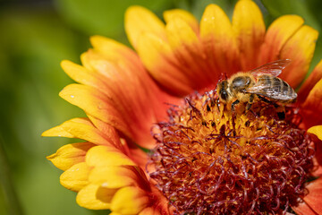 Bee on a orange flower collecting pollen and nectar for the hive