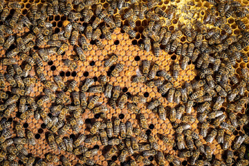 Bees working on a frame in a healthy hive