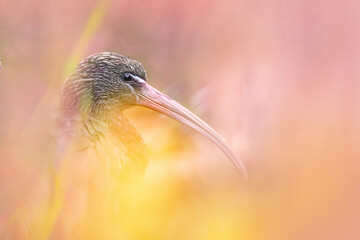 Glossy ibis (Plegadis falcinellus), with a beautiful pink coloured background. Colourful bird with brown feather sitting on the stone in the lake. Wildlife scene from nature, Croatia