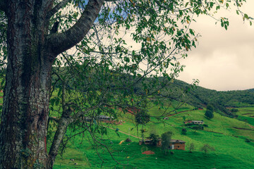 arbol sombra casa llanura pasto colina andes ecuador tarqui azuay 