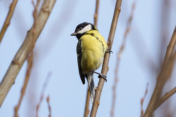 Great tit (Parus major) on a tree