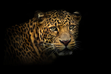 Fototapeta na wymiar Javan leopard (Panthera pardus melas), with a beautiful dark background. Colourful endangered animal with yellow hair sitting on the ground in the forest. Wildlife scene from nature, Java