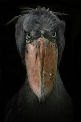 Shoebill (Balaeniceps rex), with a beautiful dark coloured background. A colourful waterbird with a large beak sitting in the dark in the water. Wildlife scene from nature, Ethiopia