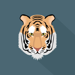 Muzzle of a tiger on a blue background.