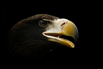 Steller's sea eagle (Haliaeetus pelagicus), with a beautiful dark coloured background. A colourful bird of prey with a yellow beak sitting in the dark. Wildlife scene from nature, Japan