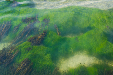 The bottom of the river with beautiful green and brown algae under water
