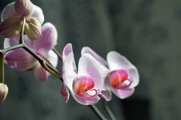 orchid flowers close up pink white