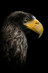 Steller's sea eagle (Haliaeetus pelagicus), with a beautiful dark coloured background. A colourful...