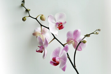 orchid flowers and buds on a white background white and